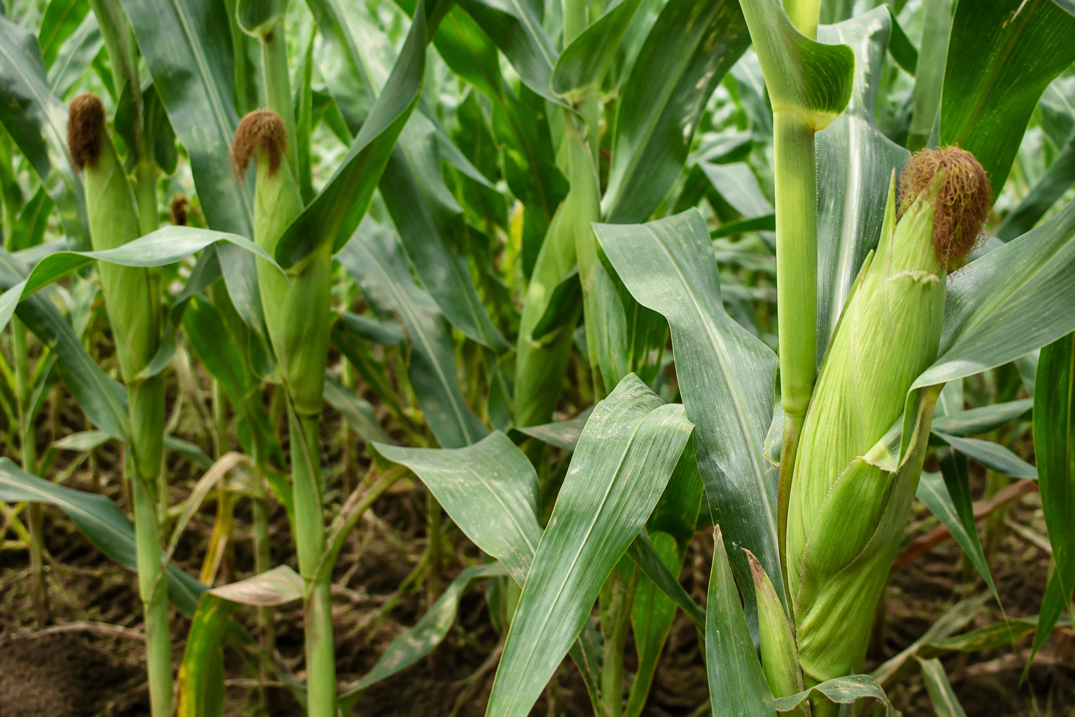 Close view of maize plants in a farm plot